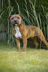 young Staffordshire Bull Terrier