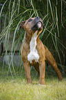 young Staffordshire Bull Terrier