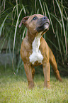 young Staffordshire Bull Terrier