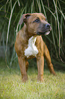 young Staffordshire Bull Terrier