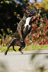 jumping Staffordshire Bull Terrier