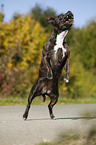 jumping Staffordshire Bull Terrier