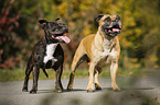 2 Staffordshire Bull Terrier