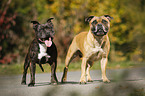 2 Staffordshire Bull Terrier
