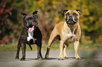 2 Staffordshire Bull Terrier