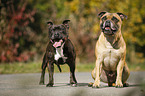 2 Staffordshire Bull Terrier