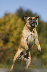 jumping Staffordshire Bull Terrier