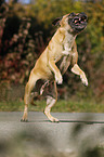 jumping Staffordshire Bull Terrier