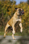 jumping Staffordshire Bull Terrier