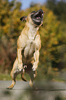 jumping Staffordshire Bull Terrier