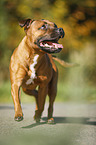 running Staffordshire Bull Terrier