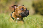 Staffordshire Bull Terrier Portrait