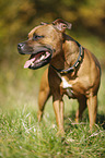 standing Staffordshire Bull Terrier