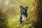 Staffordshire Bullterrier Portrait