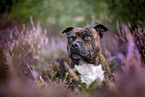 Staffordshire bull terrier in the heather