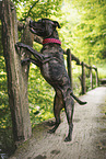 female Staffordshire Bull Terrier