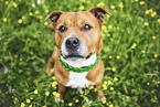 male Staffordshire Bull Terrier