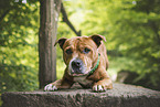 male Staffordshire Bull Terrier