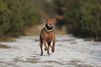 Staffordshire Bull Terrier