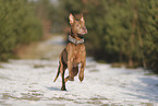 Staffordshire Bull Terrier