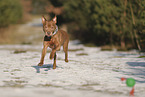 Staffordshire Bull Terrier