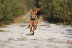 Staffordshire Bull Terrier