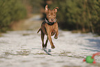 Staffordshire Bull Terrier