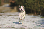 Staffordshire Bull Terrier