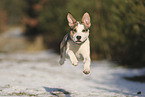 Staffordshire Bull Terrier