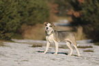 Staffordshire Bull Terrier