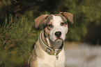 Staffordshire Bull Terrier