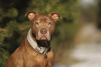 Staffordshire Bull Terrier