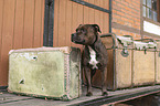 Staffordshire Bull Terrier
