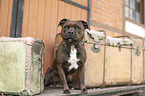 Staffordshire Bull Terrier
