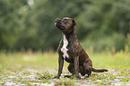 Staffordshire Bull Terrier