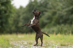 Staffordshire Bull Terrier