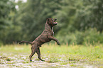 Staffordshire Bull Terrier