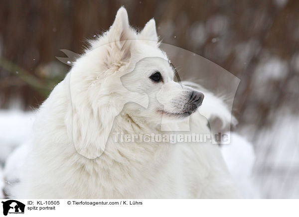 spitz portrait / KL-10505
