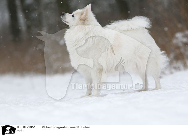 Mittelspitz / spitz / KL-10510