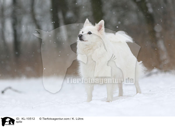 spitz / KL-10512