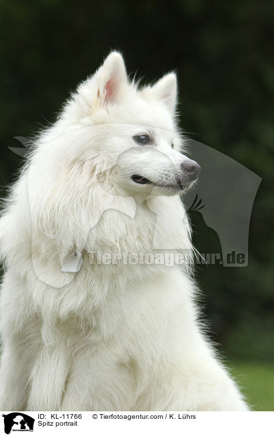 Mittelspitz Portrait / Spitz portrait / KL-11766