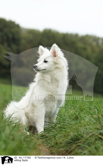 sitzender Mittelspitz / sitting Spitz / KL-11792