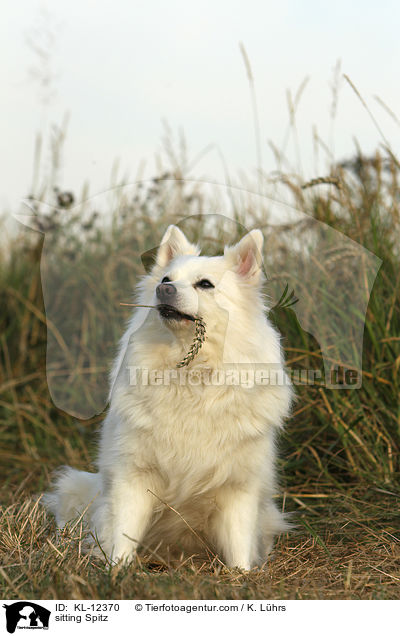 sitzender Mittelspitz / sitting Spitz / KL-12370