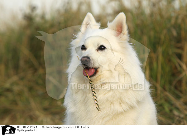 Mittelspitz Portrait / Spitz portrait / KL-12371