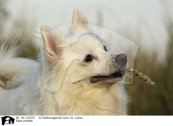 Mittelspitz Portrait / Spitz portrait / KL-12373