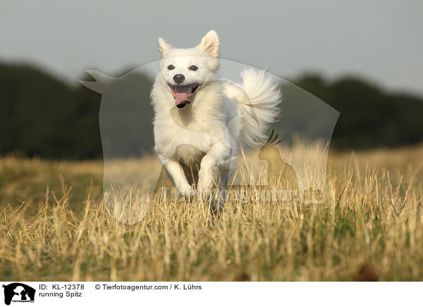 rennender Mittelspitz / running Spitz / KL-12378