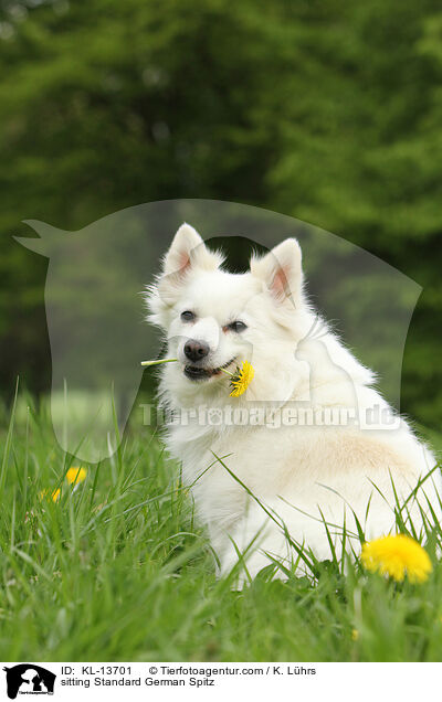 sitzender Mittelspitz / sitting Standard German Spitz / KL-13701