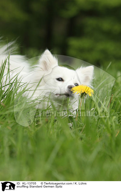schnuppernder Mittelspitz / snuffling Standard German Spitz / KL-13705