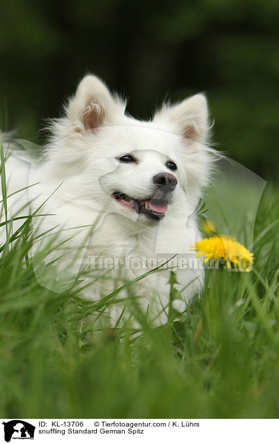 schnuppernder Mittelspitz / snuffling Standard German Spitz / KL-13706