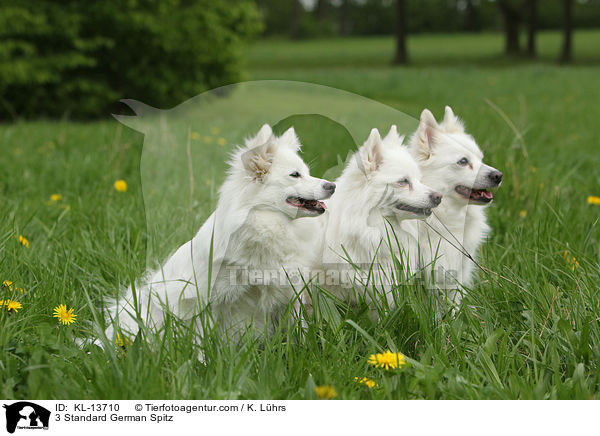 3 Mittelspitze / 3 Standard German Spitz / KL-13710